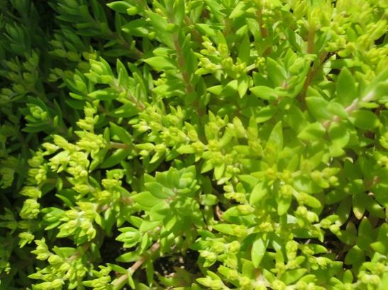 Name:  sedum s..jpg
Views: 796
Size:  49.8 KB