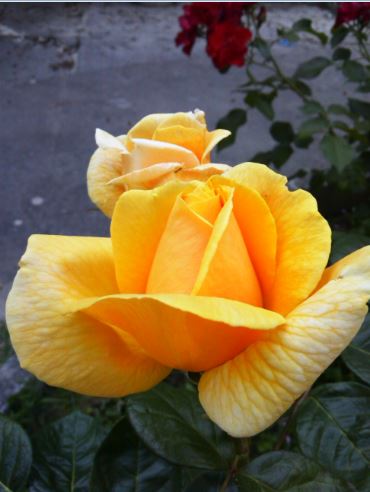 Name:  ga5.JPG
Views: 363
Size:  34.2 KB