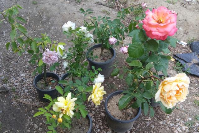 Name:  20160509_141911-1.jpg
Views: 900
Size:  69.5 KB
