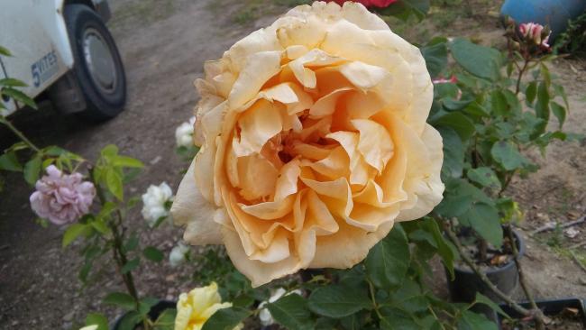 Name:  20160509_141918.jpg
Views: 855
Size:  38.0 KB
