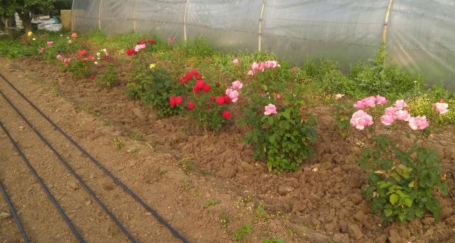 Name:  20160510_071421-1.jpg
Views: 848
Size:  48.6 KB