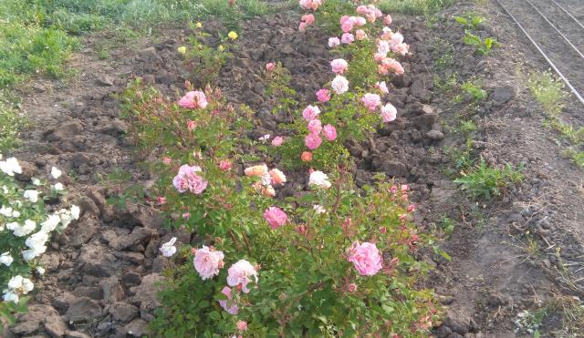 Name:  20160510_071019-1.jpg
Views: 866
Size:  69.7 KB