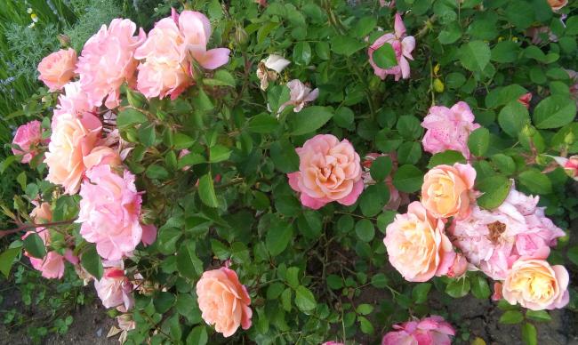Name:  20160510_072059-1.jpg
Views: 874
Size:  58.5 KB