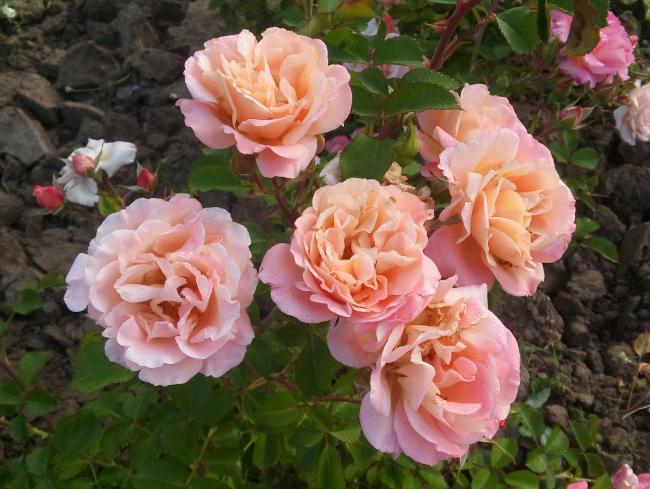 Name:  20160510_071001-1.jpg
Views: 851
Size:  56.5 KB