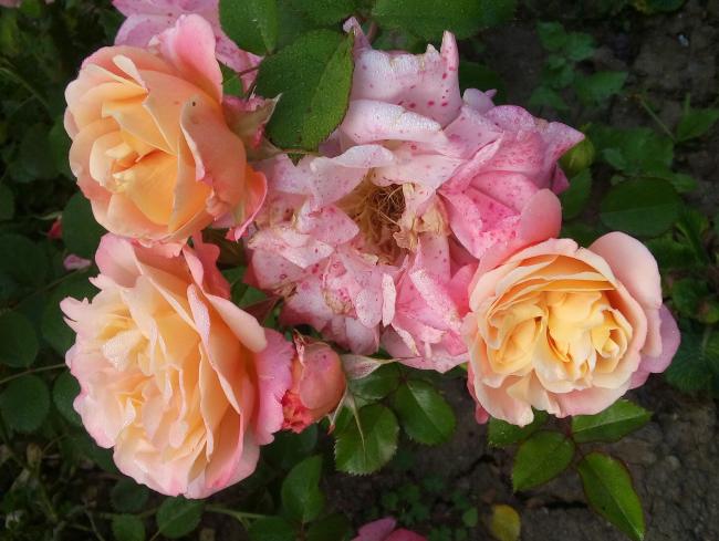 Name:  20160510_072054-1.jpg
Views: 837
Size:  49.4 KB