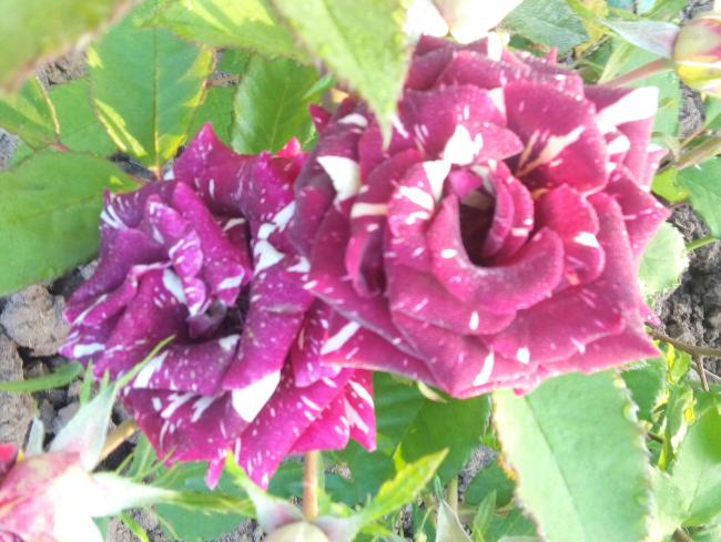 Name:  20160510_071211-1.jpg
Views: 855
Size:  55.4 KB