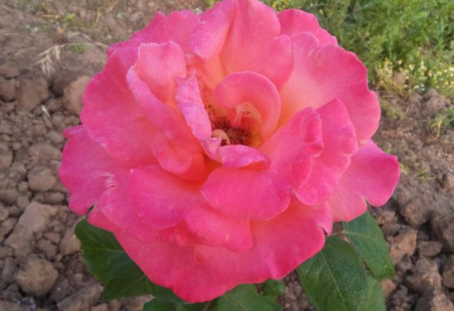 Name:  20160510_071241-1.jpg
Views: 838
Size:  40.1 KB