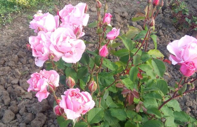 Name:  20160510_070908-1.jpg
Views: 888
Size:  64.7 KB