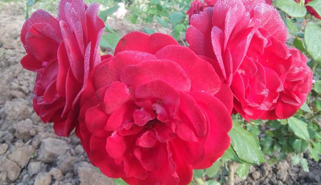 Name:  20160510_070845-1.jpg
Views: 836
Size:  44.4 KB