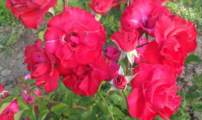 Name:  20160510_070941-1.jpg
Views: 844
Size:  44.9 KB