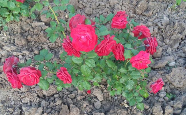 Name:  20160510_070913-1.jpg
Views: 846
Size:  68.7 KB