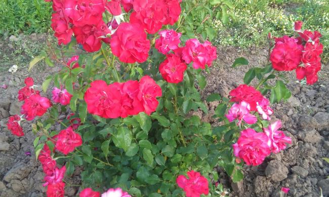 Name:  20160510_070934-1.jpg
Views: 842
Size:  66.6 KB