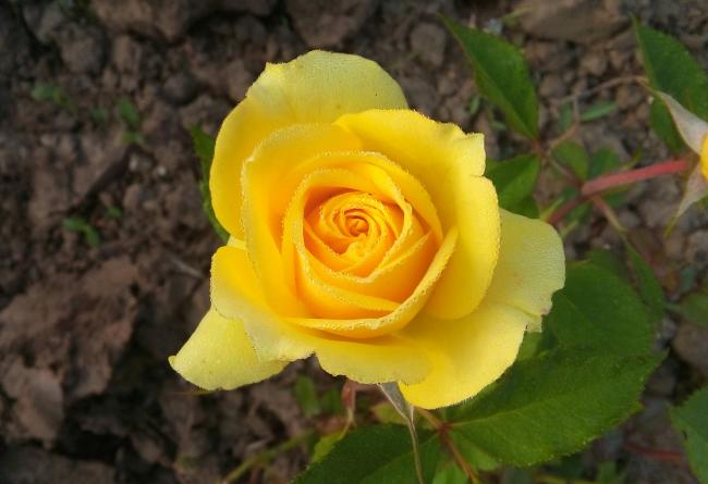 Name:  20160510_071033-1.jpg
Views: 843
Size:  33.8 KB