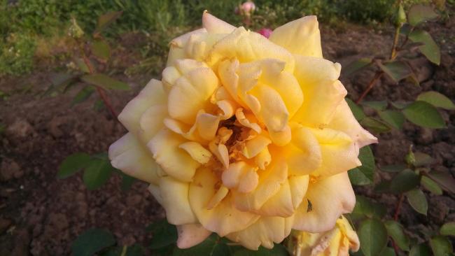 Name:  20160510_070753.jpg
Views: 819
Size:  31.8 KB