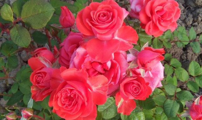 Name:  20160510_070816-1.jpg
Views: 852
Size:  46.0 KB