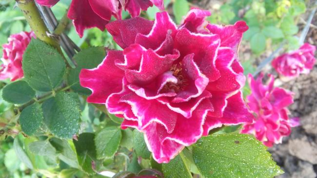 Name:  20160510_070740.jpg
Views: 873
Size:  46.8 KB