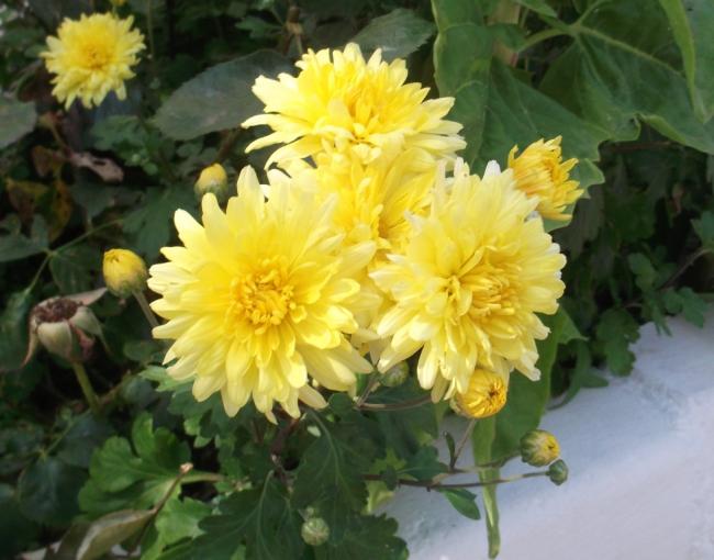 Name:  DSCF9304.jpg
Views: 441
Size:  44.8 KB