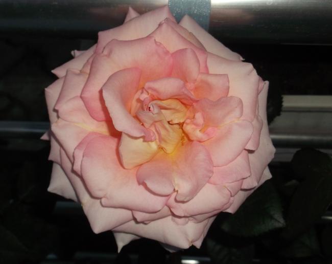Name:  DSCF9247.jpg
Views: 443
Size:  27.9 KB