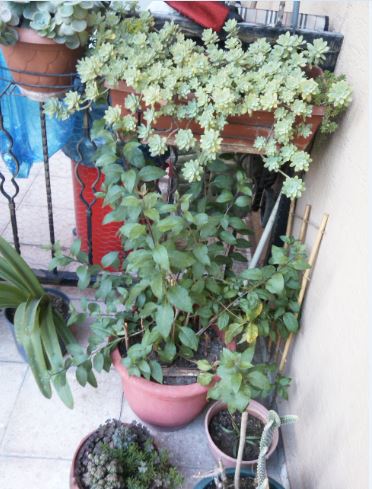 Name:  gec1.JPG
Views: 270
Size:  52.1 KB