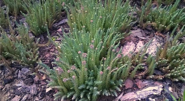 Name:  sedum 15.05.2016.jpg
Views: 622
Size:  70.0 KB