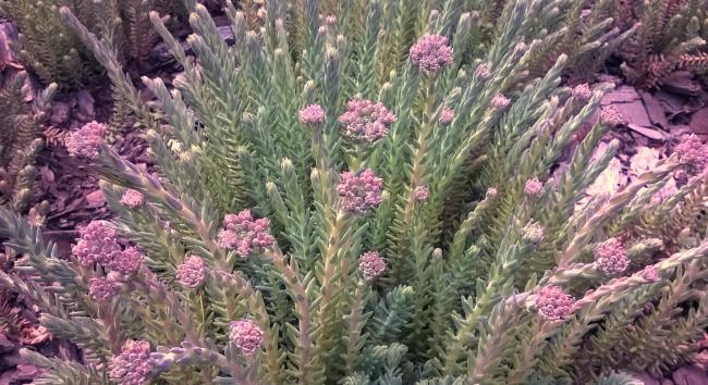 Name:  sedum 2-15.05.2016.jpg
Views: 593
Size:  66.5 KB
