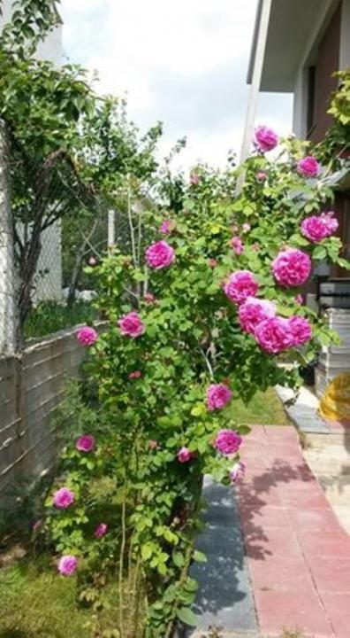 Name:  13245397_10154207057308415_5331088535018636440_n (Small).jpg
Views: 672
Size:  58.7 KB