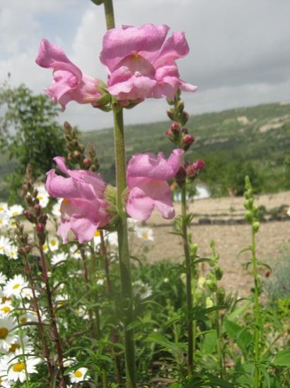 Name:  aslanaz1.jpg
Views: 585
Size:  38.5 KB