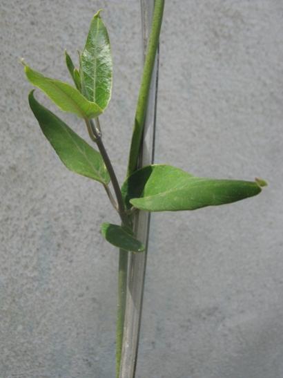Name:  aa bamya.jpg
Views: 849
Size:  24.9 KB