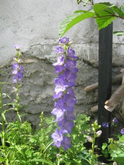 Name:  campanula.jpg
Views: 814
Size:  47.0 KB