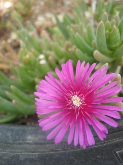 Name:  delosperma.jpg
Views: 619
Size:  29.6 KB