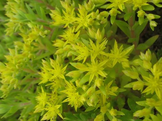 Name:  -sedum s.jpg
Views: 587
Size:  37.3 KB