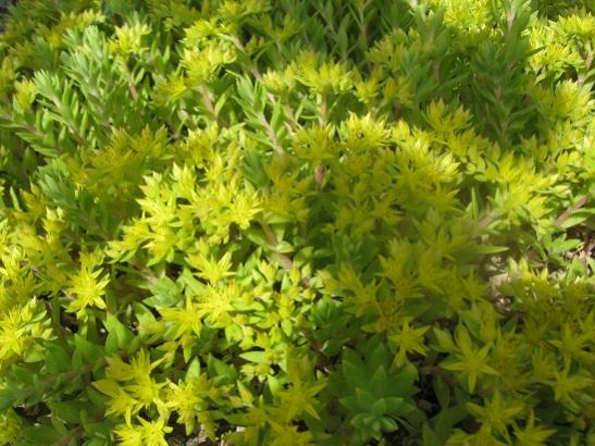 Name:  -sedum sarmentosum.jpg
Views: 602
Size:  51.6 KB
