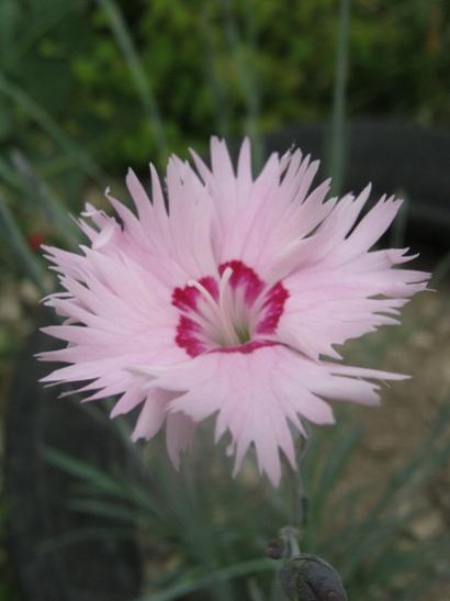 Name:  -karanfil5.jpg
Views: 541
Size:  21.8 KB