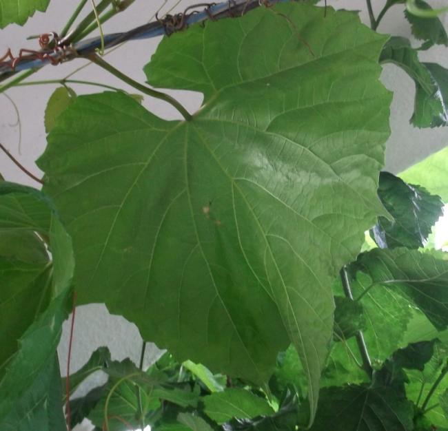 Name:  DSCF9344.jpg
Views: 633
Size:  46.1 KB