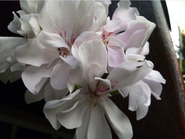 Name:  sz1.jpg
Views: 281
Size:  32.2 KB