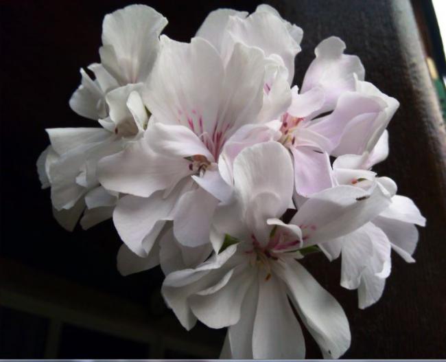 Name:  sz2.jpg
Views: 309
Size:  32.2 KB