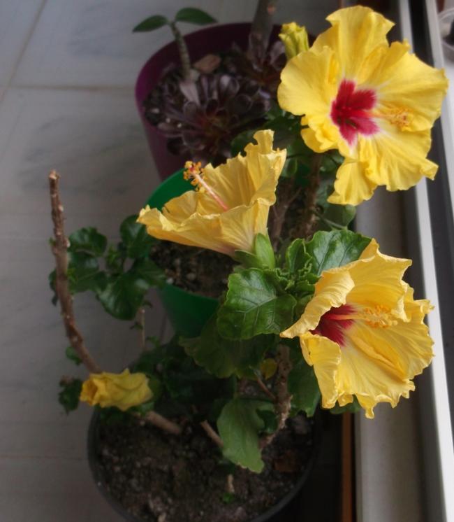 Name:  DSCF9363.jpg
Views: 486
Size:  48.2 KB