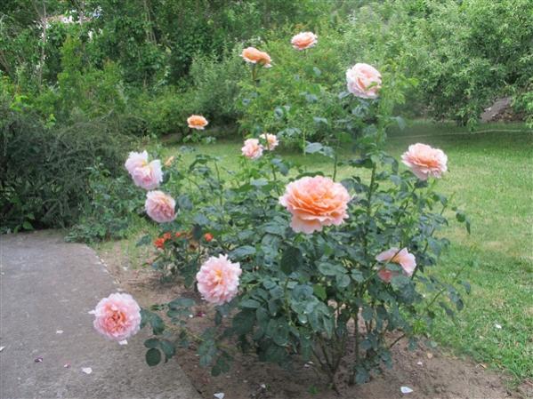 Name:  IMG_8996 (600 x 450).jpg
Views: 666
Size:  61.7 KB