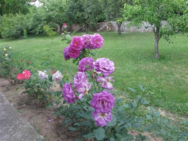 Name:  IMG_9002 (600 x 450).jpg
Views: 653
Size:  60.9 KB