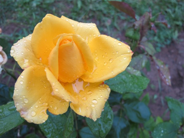 Name:  IMG_9046 (600 x 450).jpg
Views: 696
Size:  65.7 KB