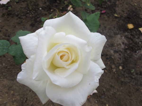 Name:  IMG_8976 (600 x 450).jpg
Views: 712
Size:  55.5 KB