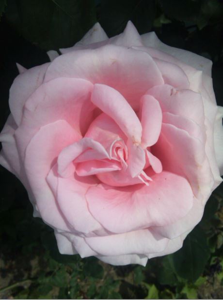 Name:  g1.JPG
Views: 333
Size:  35.7 KB