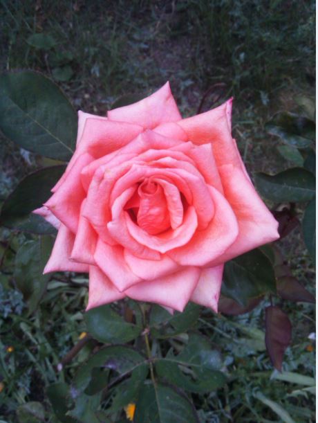 Name:  g2.JPG
Views: 349
Size:  50.3 KB