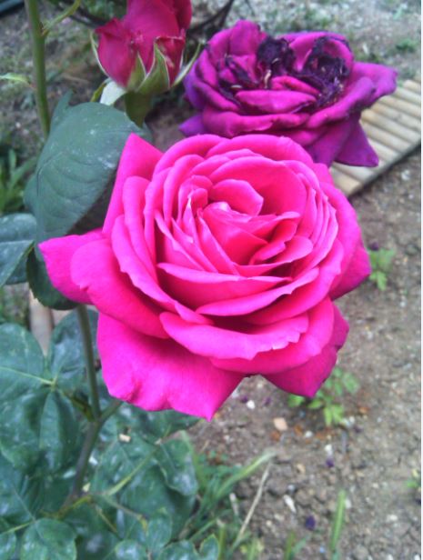Name:  g3.JPG
Views: 340
Size:  57.3 KB