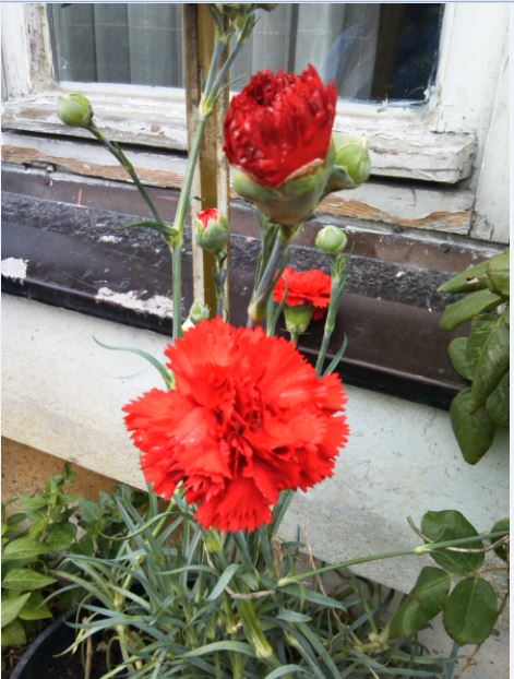 Name:  kf.JPG
Views: 338
Size:  66.6 KB