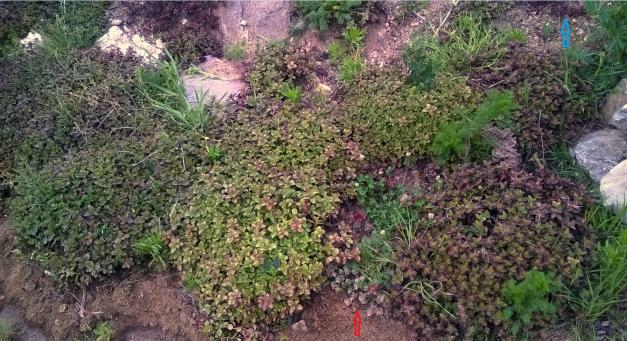 Name:  sedum 19.05.2016.jpg
Views: 449
Size:  69.8 KB