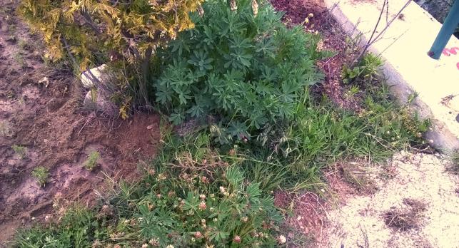 Name:  lupin 19.05.2016.jpg
Views: 455
Size:  70.6 KB