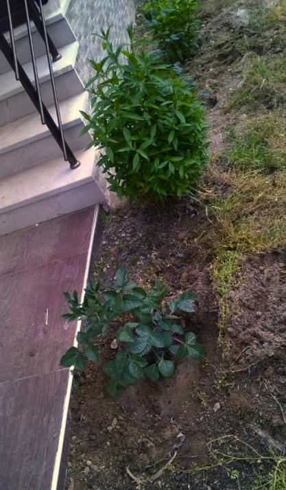 Name:  phlox - 19.05.2016.jpg
Views: 453
Size:  65.4 KB