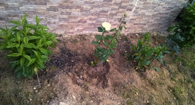 Name:  phylox - beyaz gl 19.05.2016.jpg
Views: 476
Size:  63.2 KB