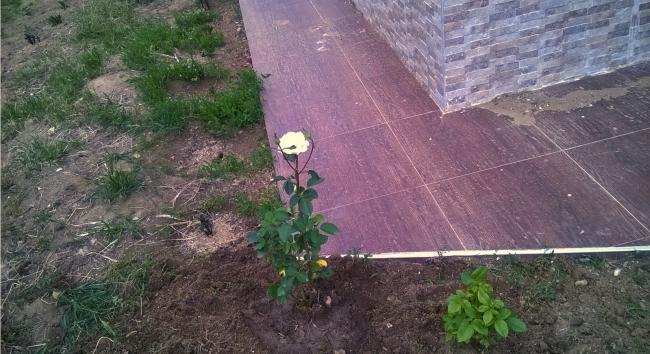 Name:  beyaz gl 19.05.2016.jpg
Views: 463
Size:  53.4 KB